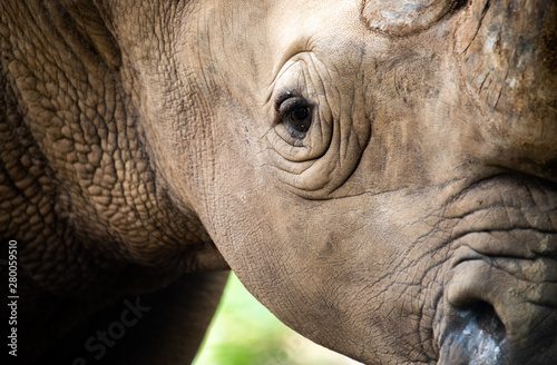 Closeup wrinkled of white Rhino beautiful and eye.