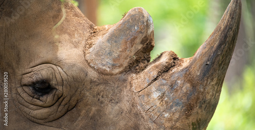 Closeup wrinkled of white Rhino beautiful and eye.