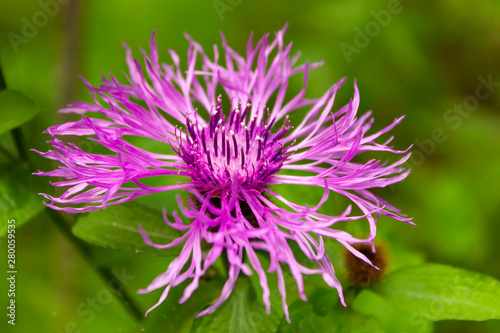 Flower burdock on a blurred background close-up. Bright flower burdock on a blurred background close-up.