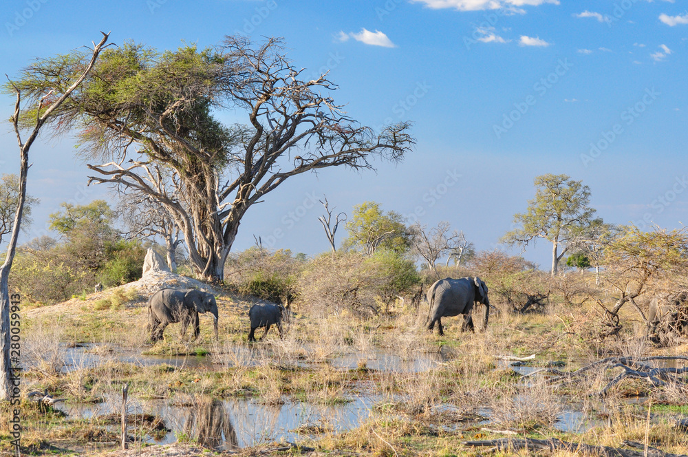 Obraz premium family of elephants in the Botswana Okavango delta
