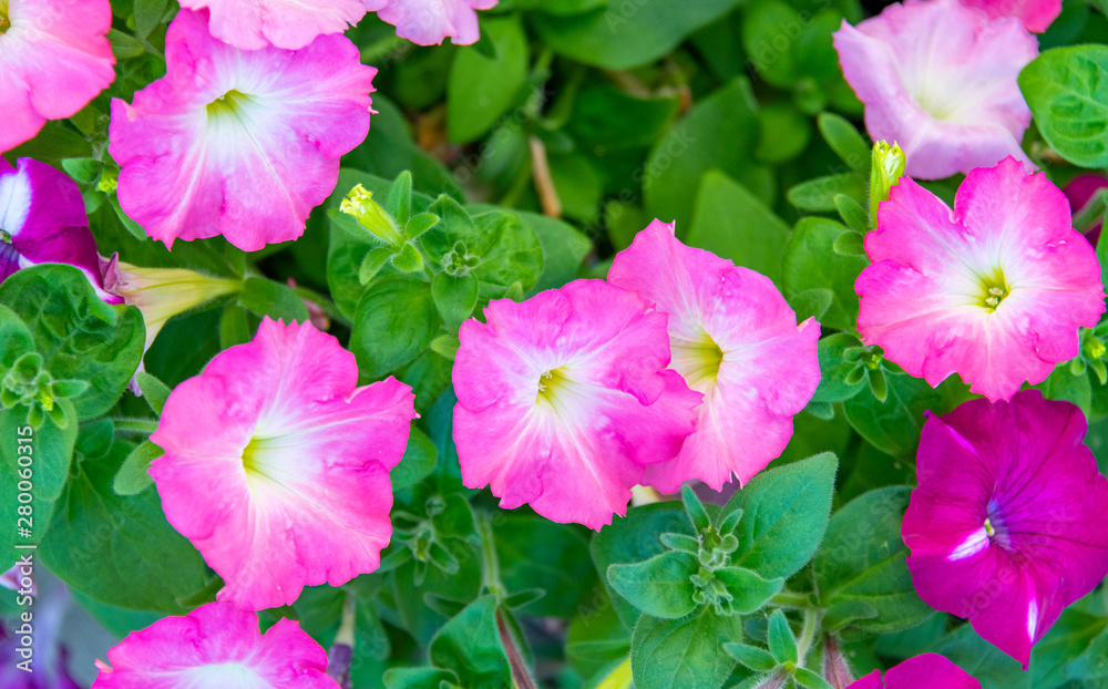 The blooming dwarf oxen flower