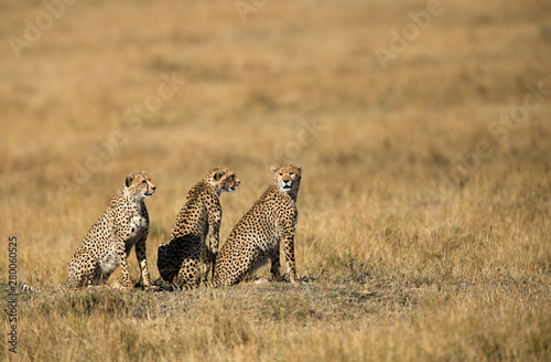 Three Cheetahs at Masai Mara, Kenya photo