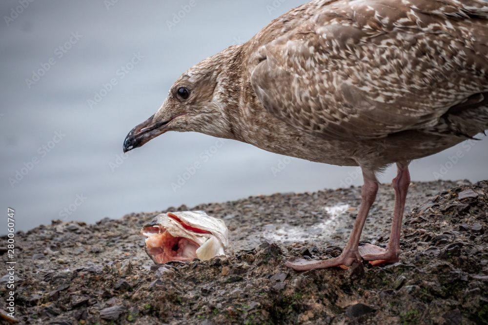 Bird eating a fish head on the shore on the lake Bird eating a fish head on the shore on the lake
