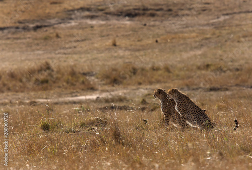 Cheetahs in Savanah, Masai Mara, Kenya photo