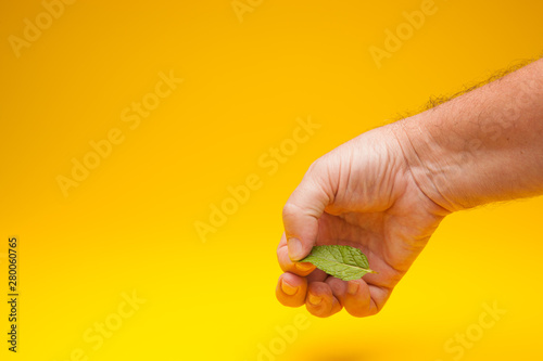 Hojas verde de menta en la mano de una persona adulta. La menta es un condimento que se puede utilizar en la cocina para dar aroma y sabor a las comidas, se utiliza en medicina, en pastelería, en coct photo