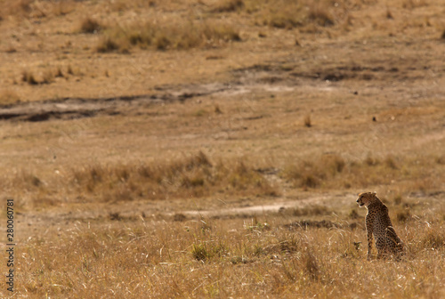 Cheetah in Savanah, Masai Mara, Kenya