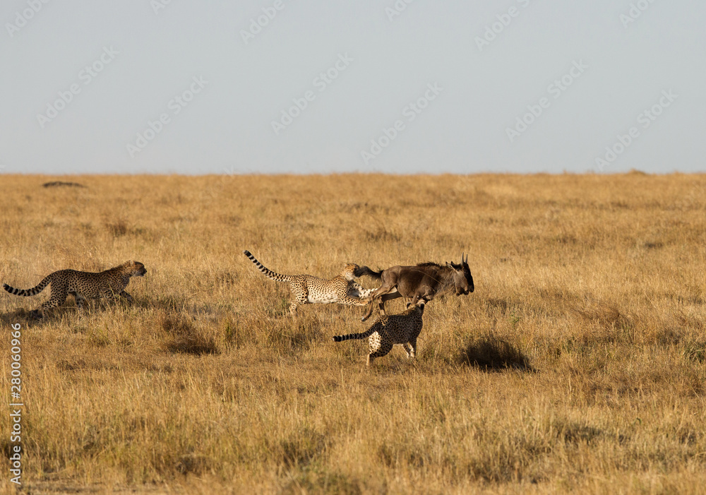 Fototapeta premium Cheetahs hunting Wildebeest at Masai Mara, Kenya