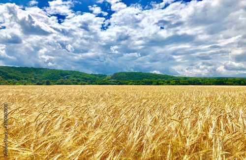 Ears of wheat field stretching into the distance