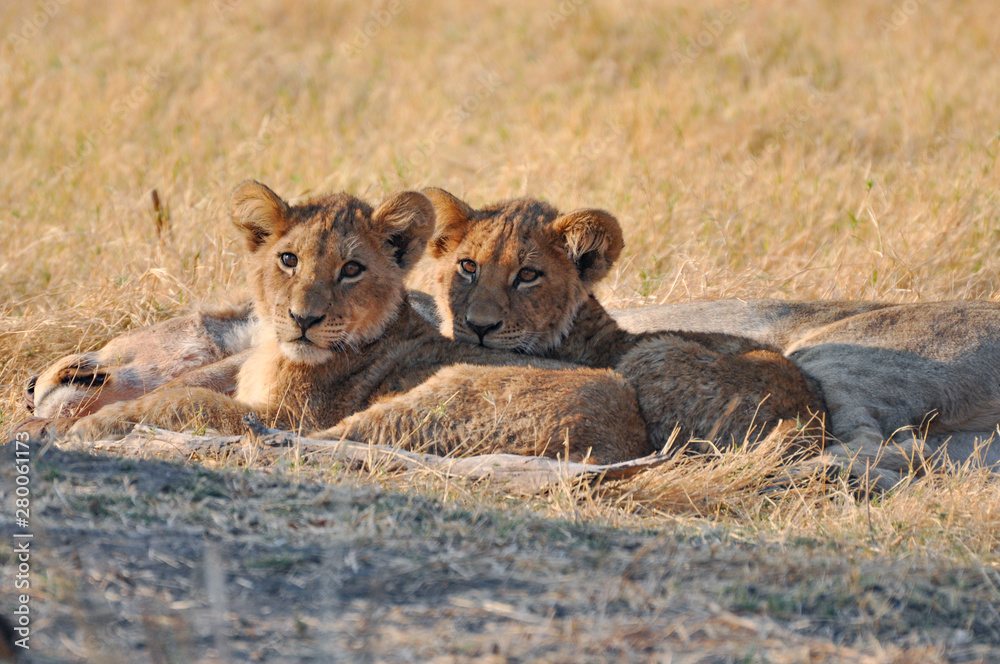 Fototapeta premium two cute lion cubs in Kruger national park