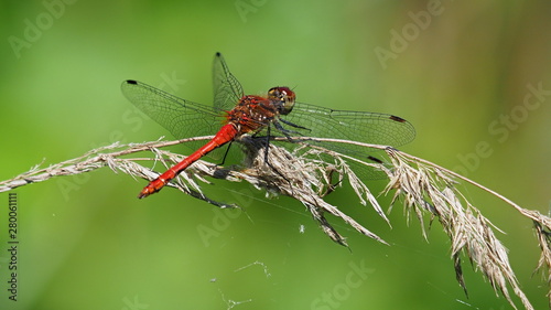 red dragonfly on a grass stalk