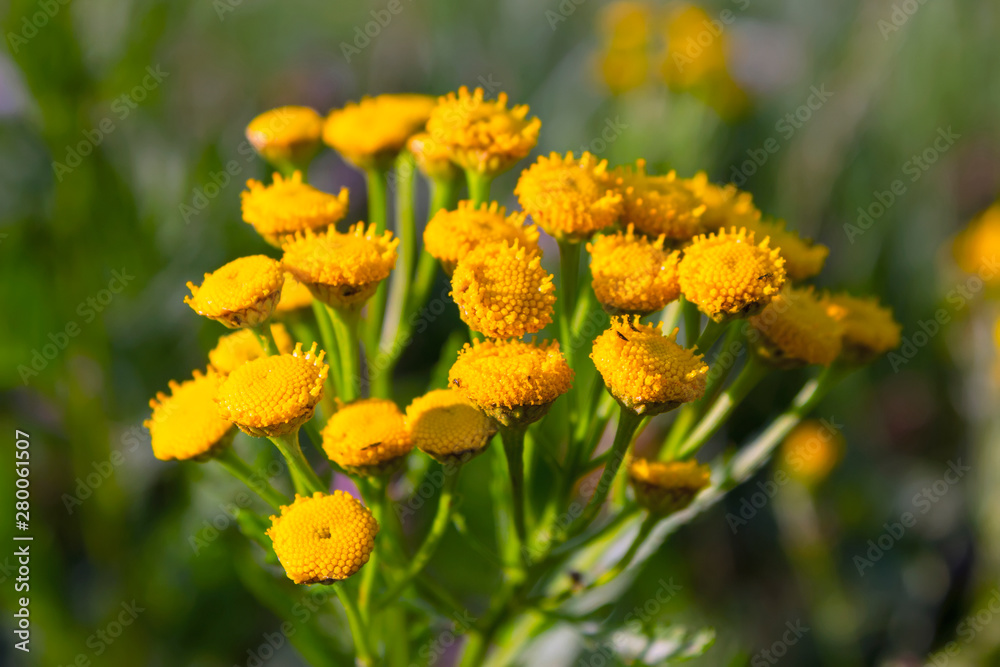 Wild wildflowers close-up. Wild flowers in a meadow nature. Natural summer background with wild flowers in the meadow in the morning sun rays. Wild wildflowers close-up. Wild flowers in a meadow nature. Natural summer background with wild flowers in the meadow in the morning sun rays.