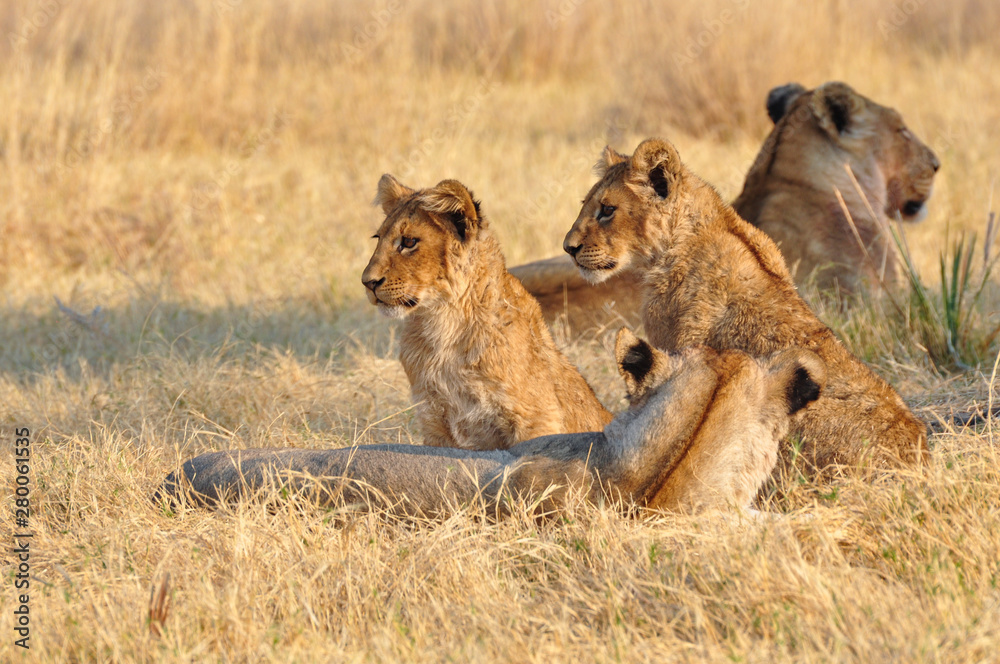 two lions cubs in light savannah