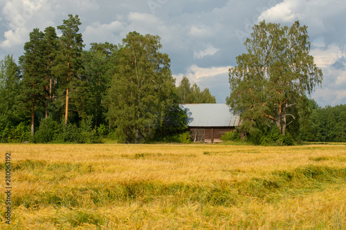 Rural scene in Tuusula, an old barn between trees and behind wheat  field photo