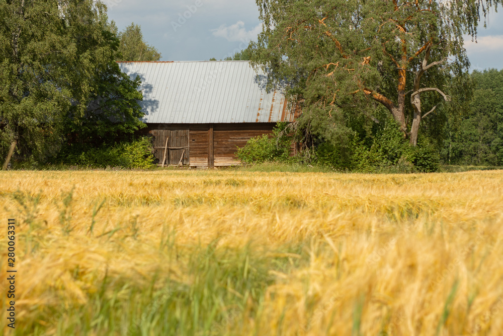 Obraz premium Rural scene in Tuusula, an old barn between trees and behind wheat field