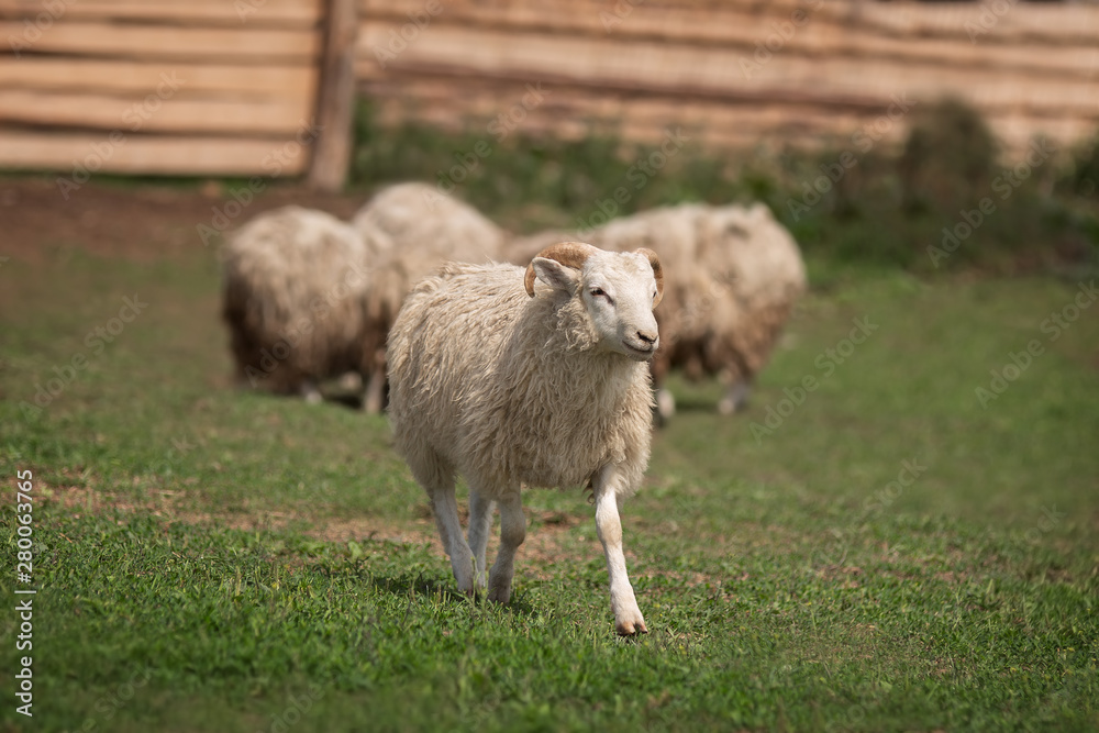 Fototapeta premium Sheep in the pasture on spring