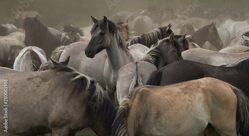 Wild horses