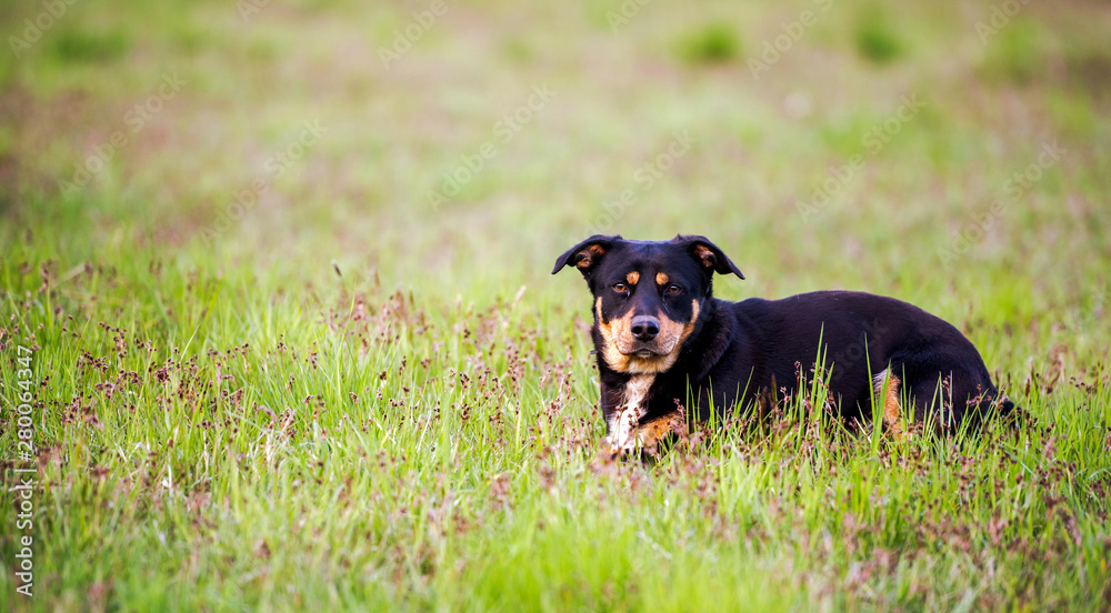 Portrait of a smiling black dog that looks into the camera, mongrels close-up. Mixed breed dog enjoying nature.