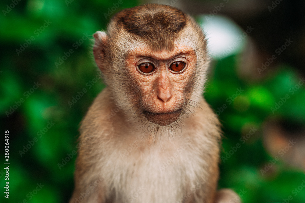 Monkey Selfie: Image Gallery (List View)