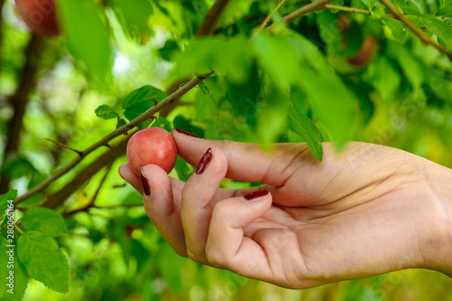 Hand of a young woman who is just picking a ripe little plum from a tree.