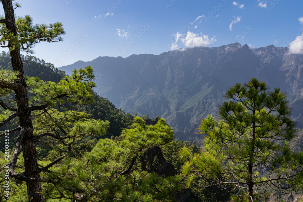 Volcanic landscape and Canary Island Pine forest (pinus canariensis) at Mirador de la Cumbrecita, La Palma, Canaries