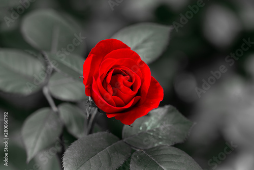 Single red rose with a monochrome grey background