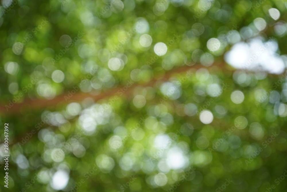 Abstract leaves, blurred images in Thailand