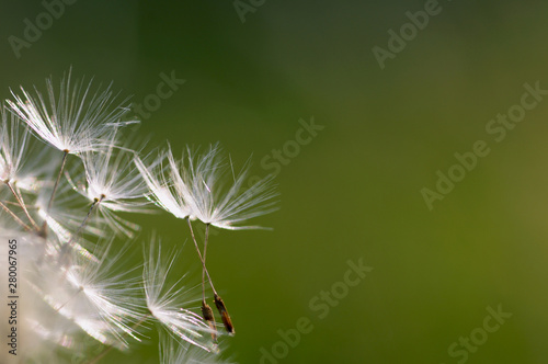 achenes of a dandelion on a green background