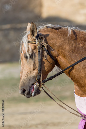 Horse head close up. Harnessed thoroughbred stallion. Breeding stallion. Concept equestrian competitions and games. Closeup portrait of a thoroughbred horse in sports