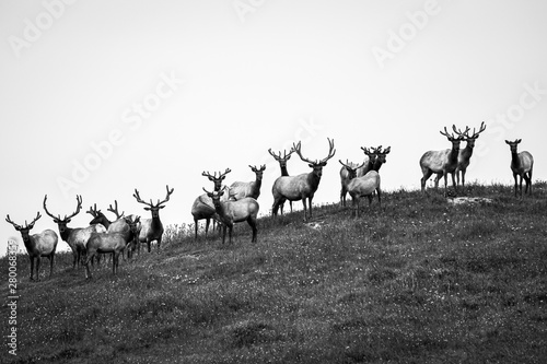 Elk on hill