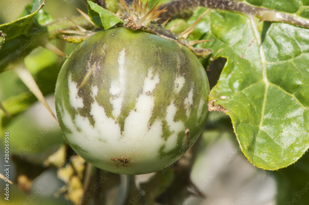Solanum linnaeanum tomato of the devil exotic plant installed on the coasts of Andalucia Solanum linnaeanum tomato of the devil exotic plant installed on the coasts of Andalucia