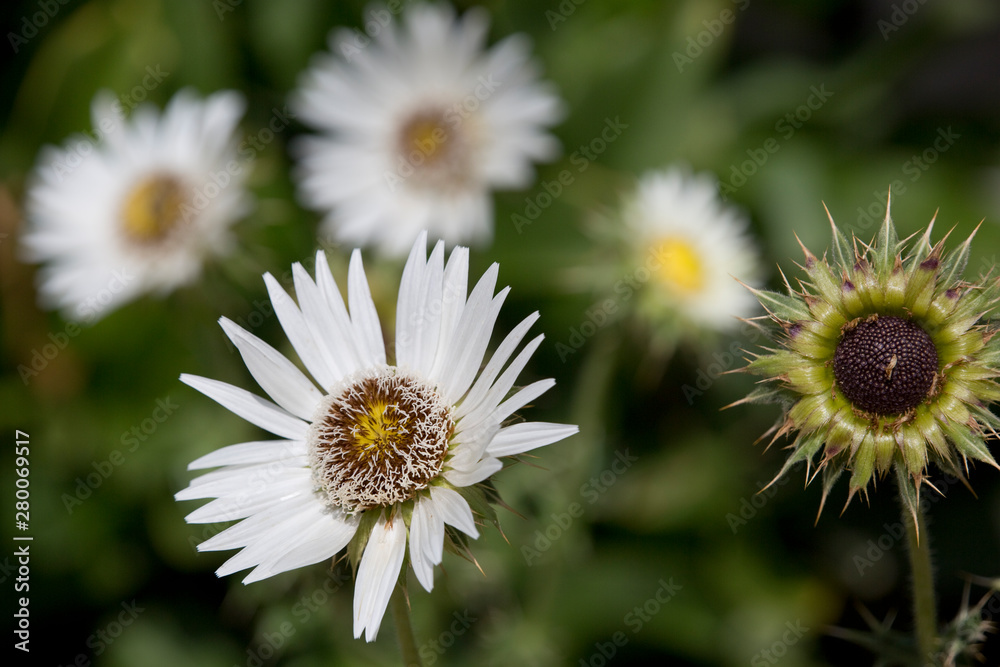 Obraz premium Südafrikanische Prachtdistel (Berkheya cirsiifolia)
