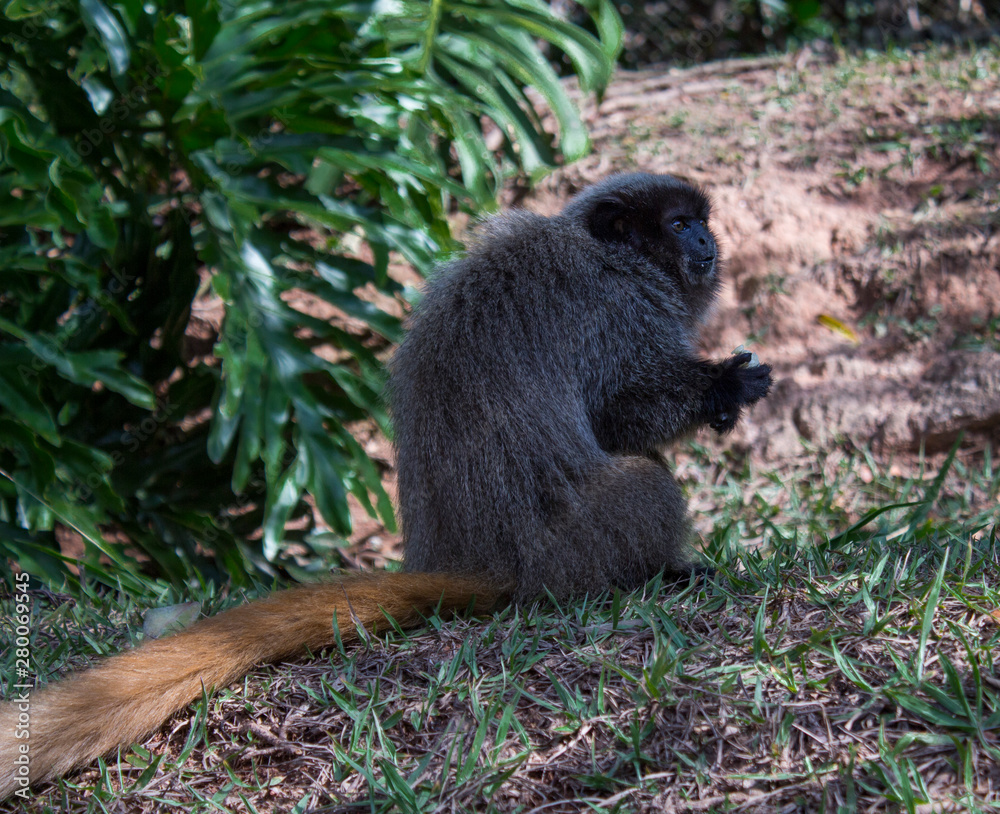 Obraz premium monkey