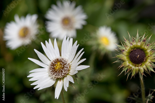 Südafrikanische Prachtdistel (Berkheya cirsiifolia) photo