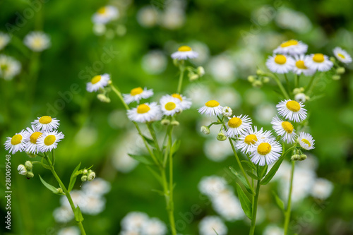 White and yellow daisy flowers on a green blurred background.