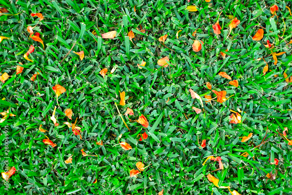 Fresh potpourri flat lay, red petals on vivid green grass. Fresh potpourri flat lay, red petals on vivid green grass.