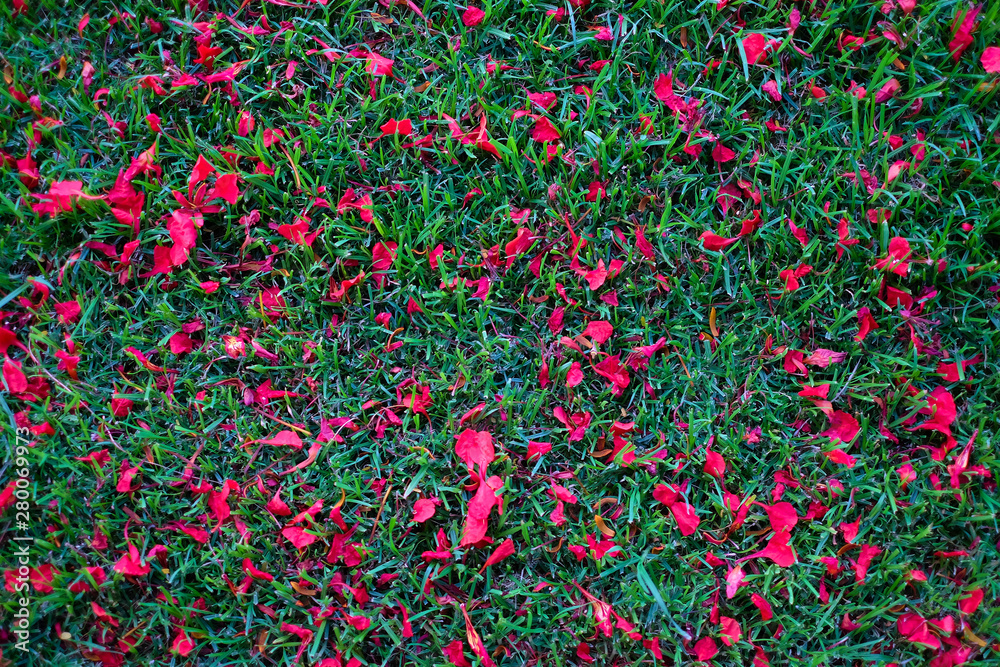Natural potpourri composition, red petals on ground, green grass, shade.