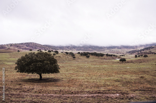 Holm oak pasture on an icy winter day
