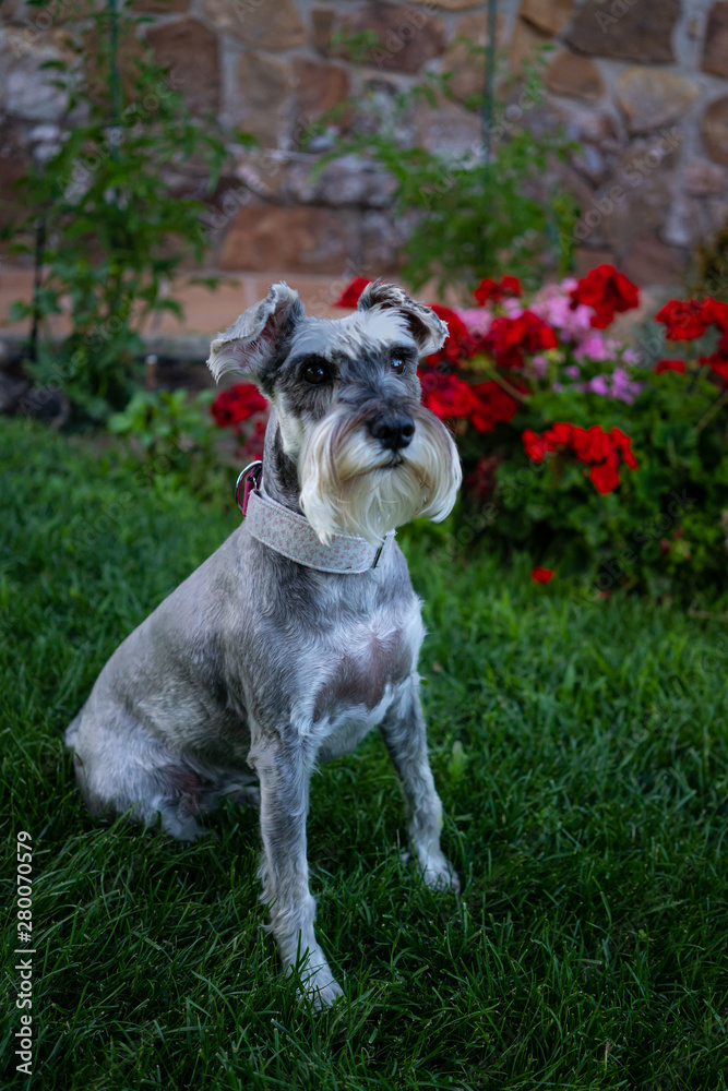 Schnauzer sitting on the grass
