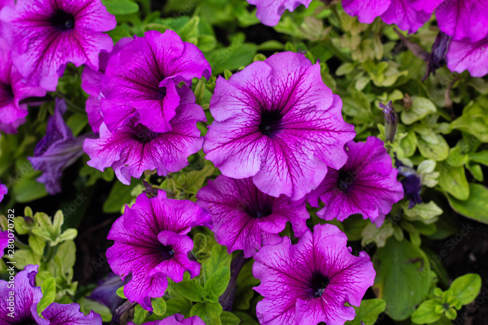 Flower Bed with purple petunias, close up, Petunia flowers bloom, petunia blossom Flower Bed with purple petunias, close up, Petunia flowers bloom, petunia blossom