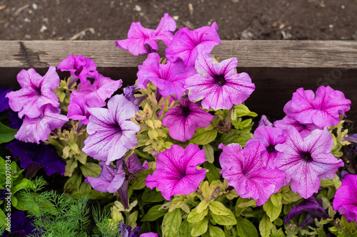 colorful blooming flowers of Petunia in the garden