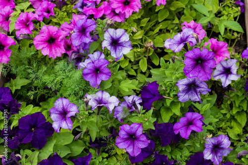 Multicoloured petunias ,colourful petunia flowers