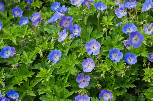 blue flowers nemofily close-up growing in a flowerbed photo
