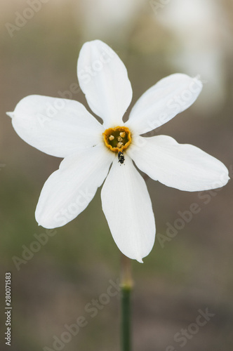 Narcissus obsoletus Autumnal daffodils of small size found in the fields of Andalucia in Huelva and Cádiz