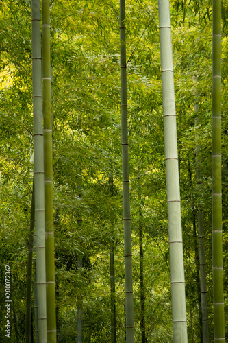 green bamboo forest