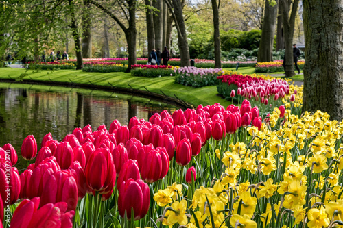 Slika na platnu Springtime on full display in Holland as plots of tulips bloom near a pond in Ke