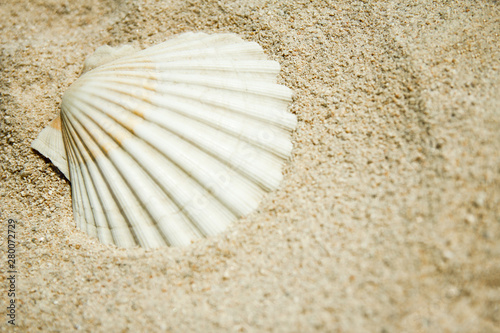 beautiful seashells by the sea on nature background