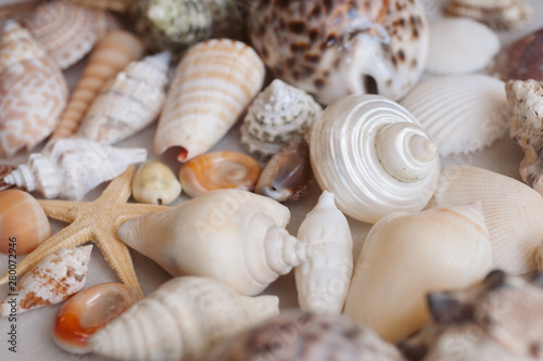 Seashells and starfish background. Lots of different seashells piled together. 