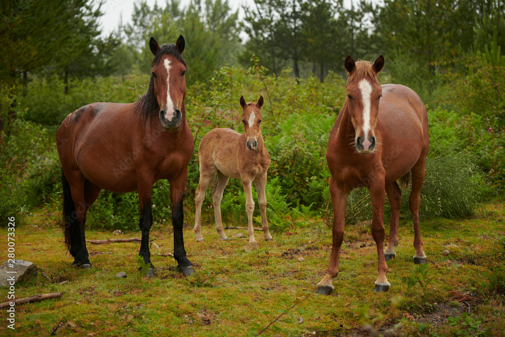 Caballos salvajes en la naturaleza