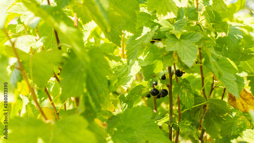 Organic black currant berries on a bush, currant ripening in summer Organic black currant berries on a bush, currant ripening in summer