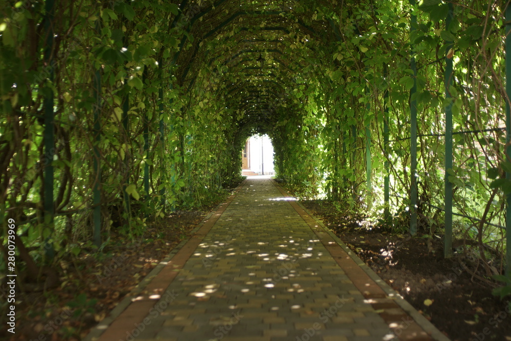 Green tunnel. Beautiful green garden tunnel Green tunnel. Beautiful green garden tunnel